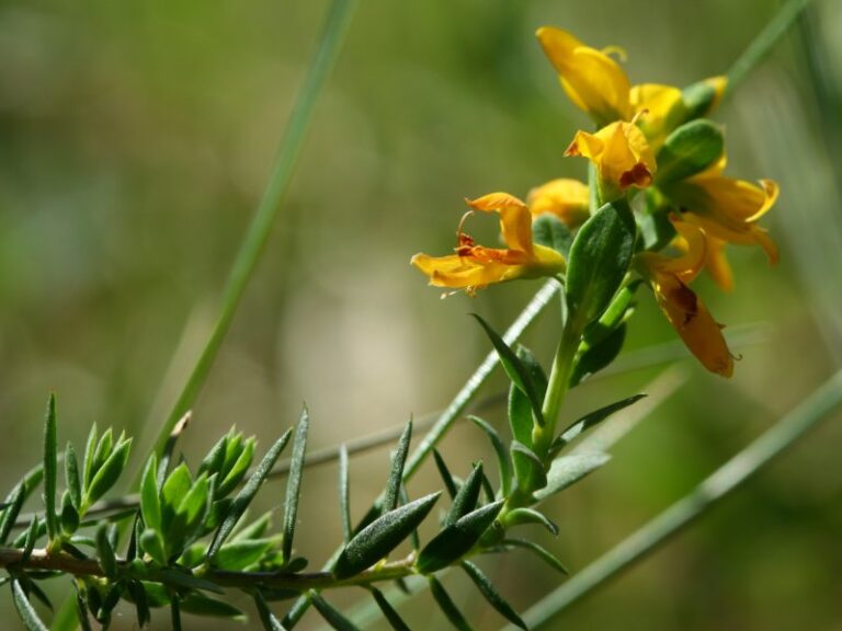 Kručinka anglická (Genista anglica)