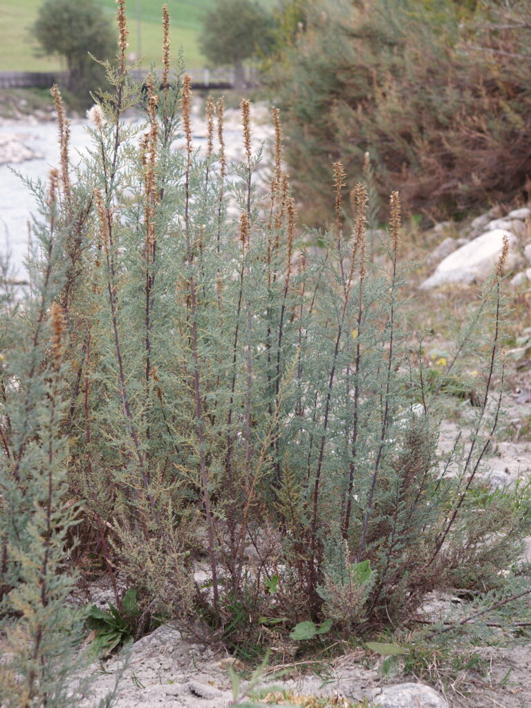 Židoviník německý (Myricaria germanica)