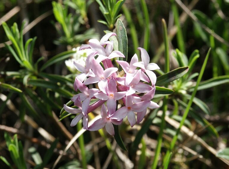 Lýkovec žíhaný (Daphne striata)