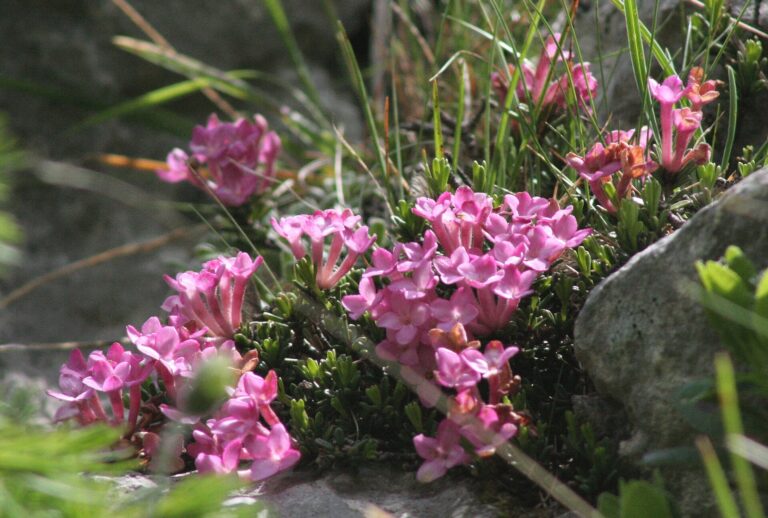 Lýkovec skalní (Daphne petraea)