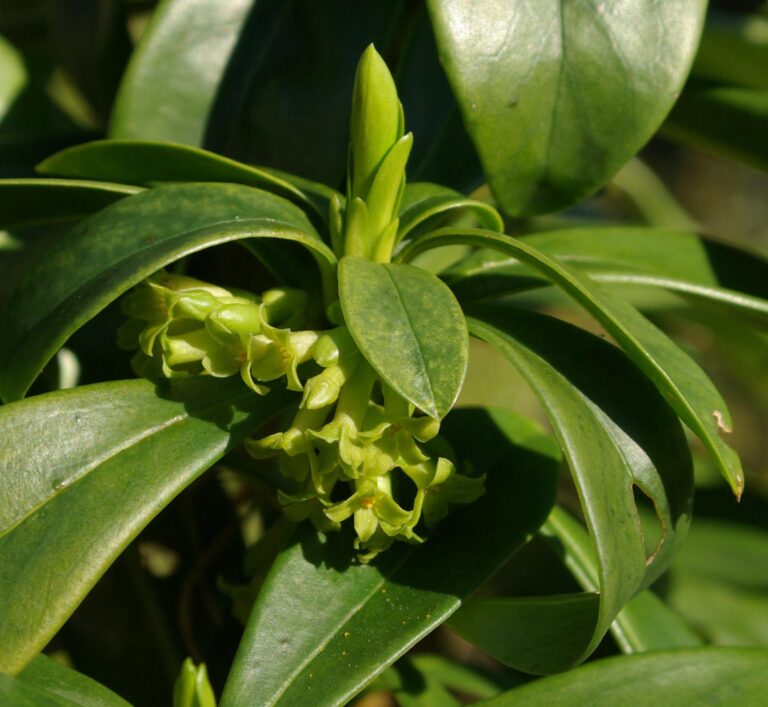 Lýkovec vavřínový Lýkovec vavřínový (Daphne laureola)