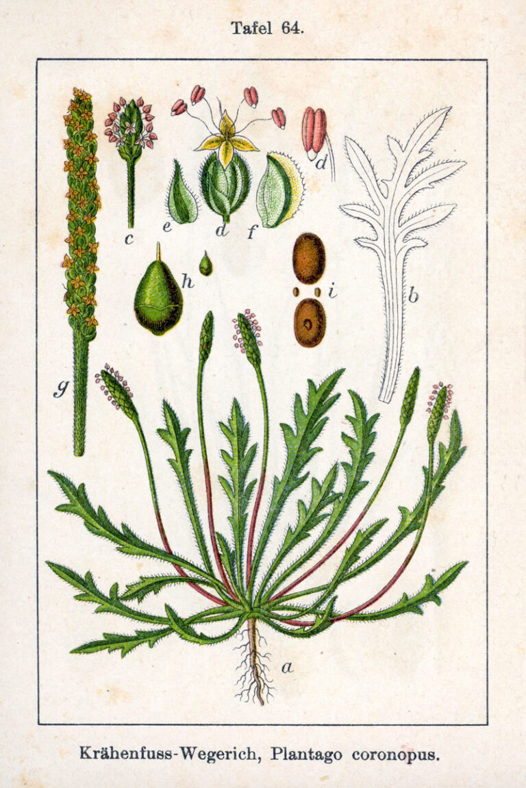 Jitrocel vraní nožka Jitrocel vraní nožka (Plantago coronopus)
