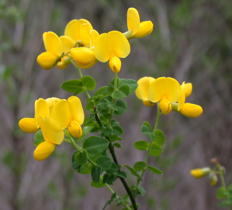 Čilimní přisedlý (Cytisus sessilifolius)