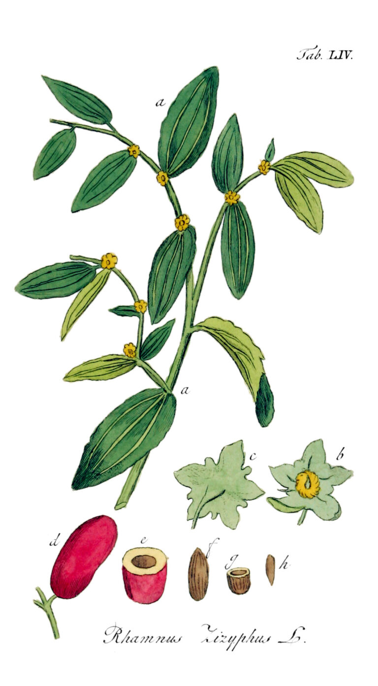 Cicimek