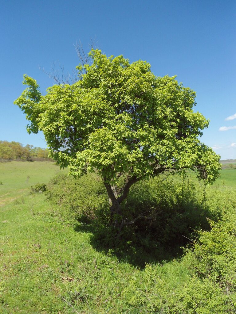 Javor tatarský (Acer tataricum)
