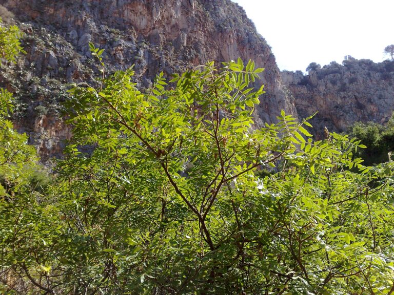 Škupa koželužská (Rhus coriaria)