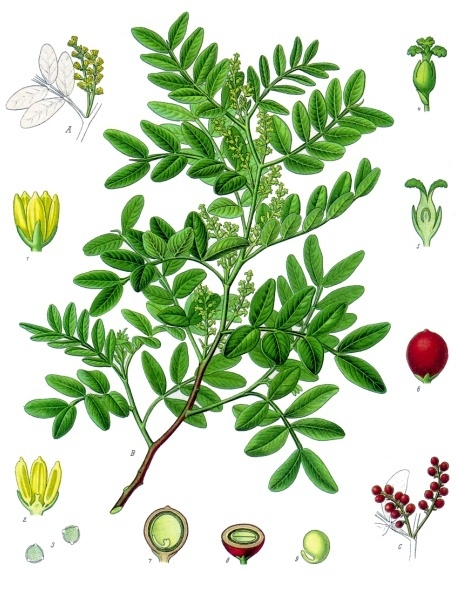 Řečík lentišek
