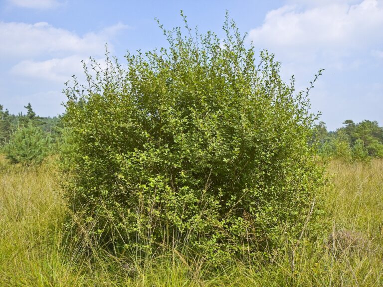 Vrba ušatá (Salix aurita)