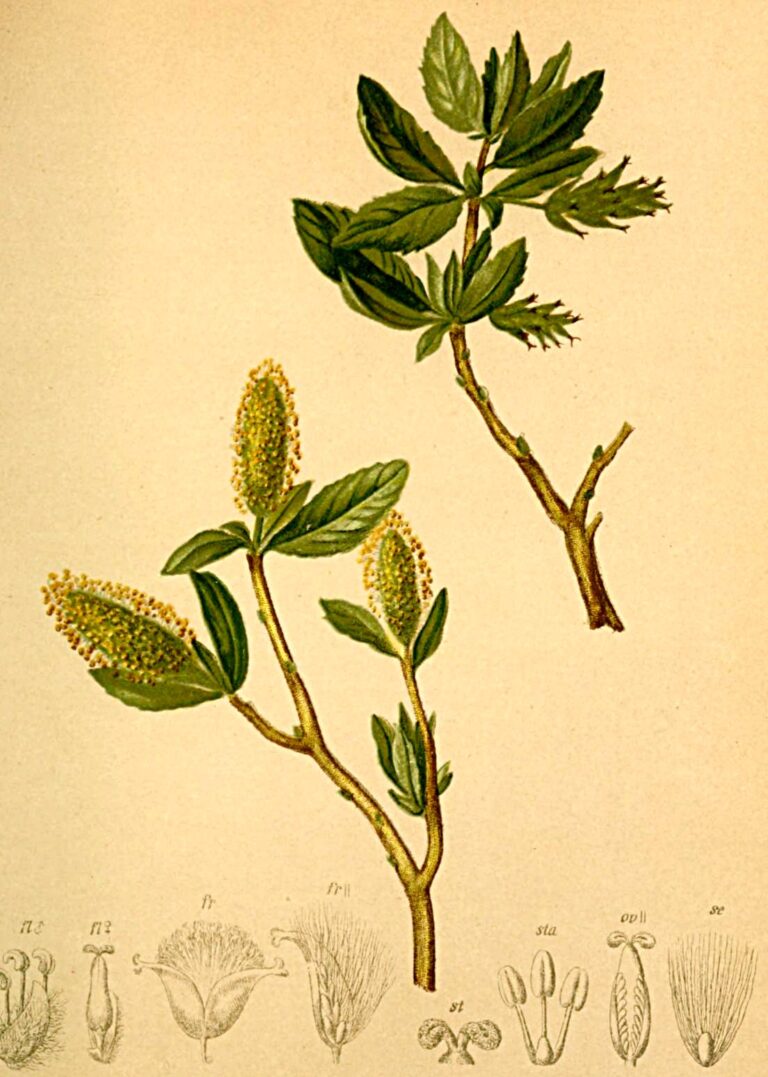 Vrba valdštějnská (Salix waldsteiniana)
