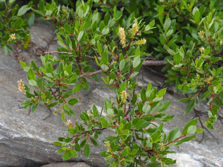Vrba páchnoucí (Salix foetida)