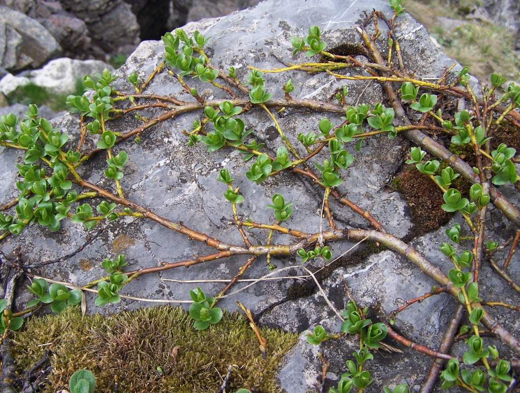 Vrba alpská