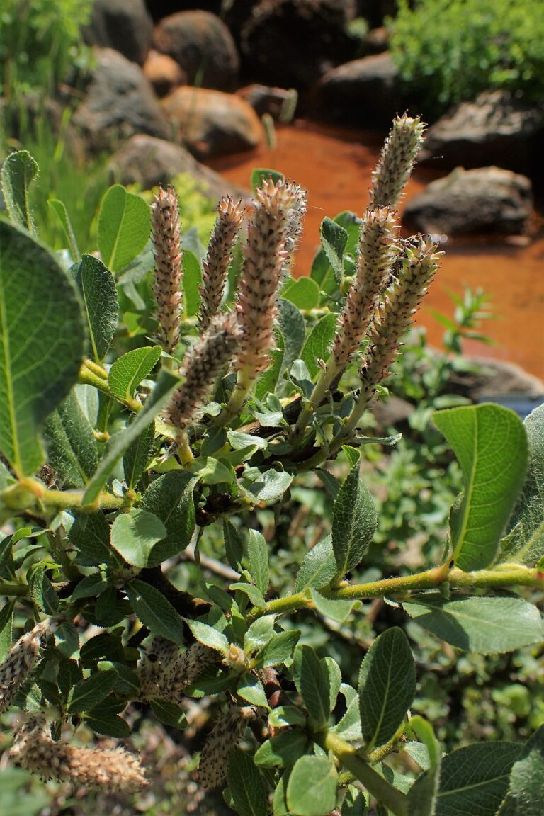 Vrba krátkozubatá (Salix breviserrata)