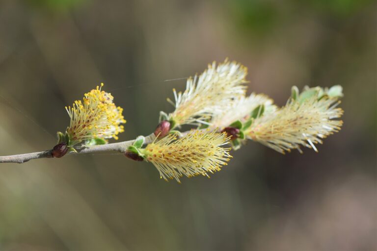 Vrba písečná (Salix arenaria)