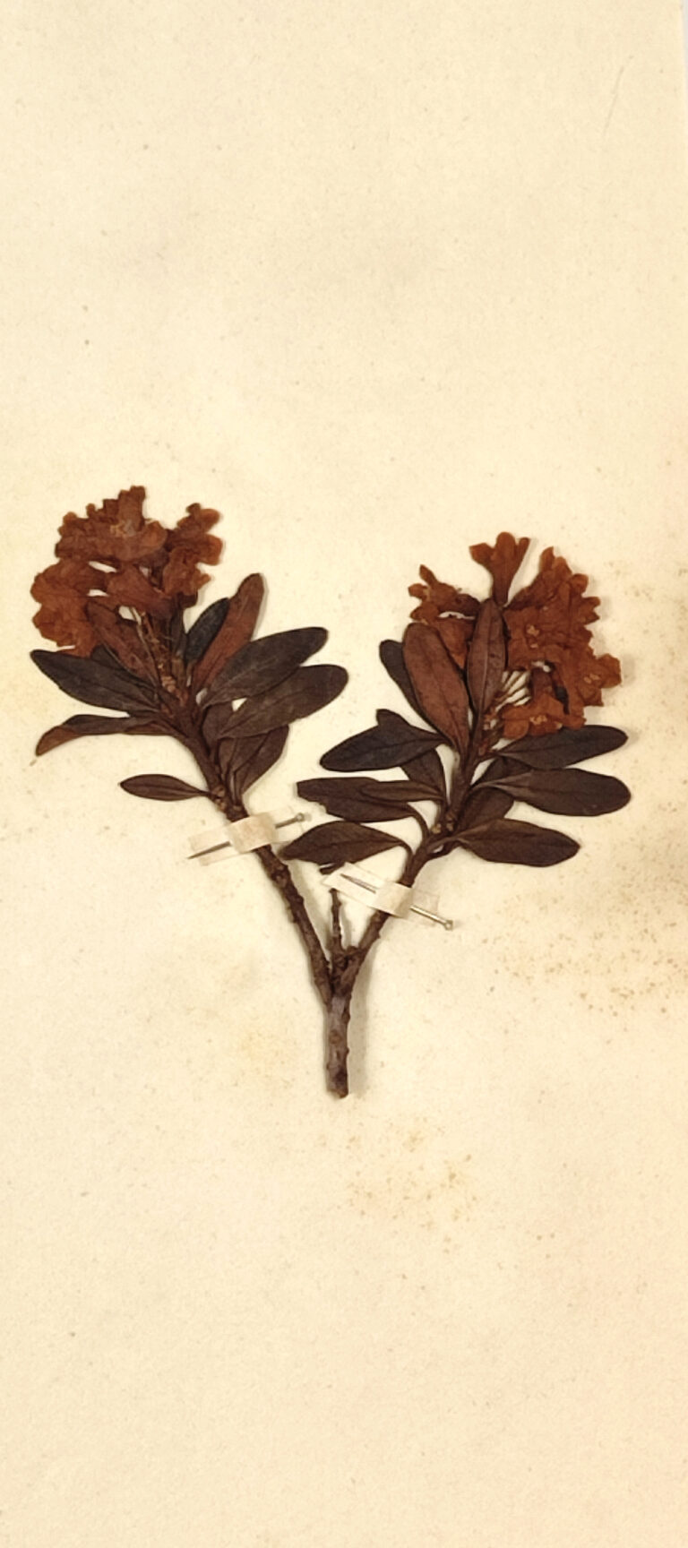 Pěnišník rezavý (Rhododendron ferrugineum)