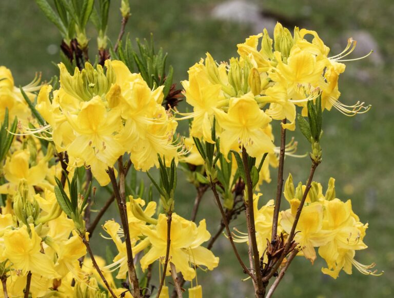 Pěnišník žlutý (Rhododendron luteum)