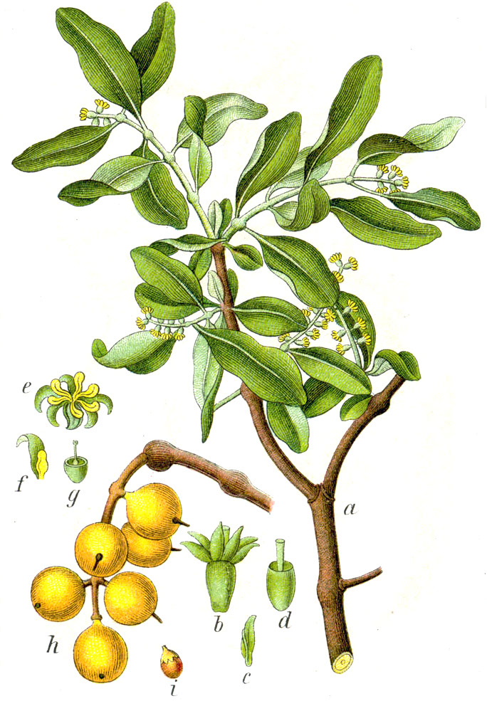 Ochmet evropský