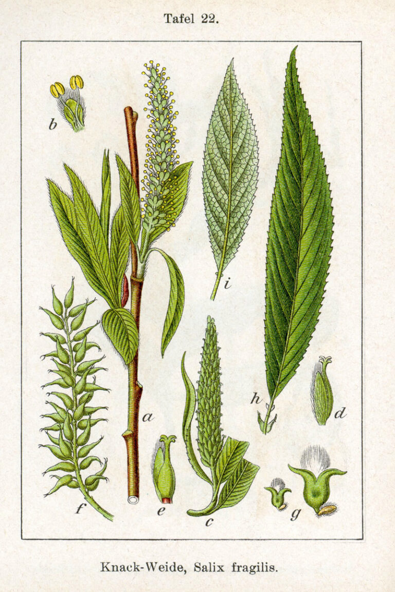 Vrba košařská Vrba košařská (Salix viminalis)