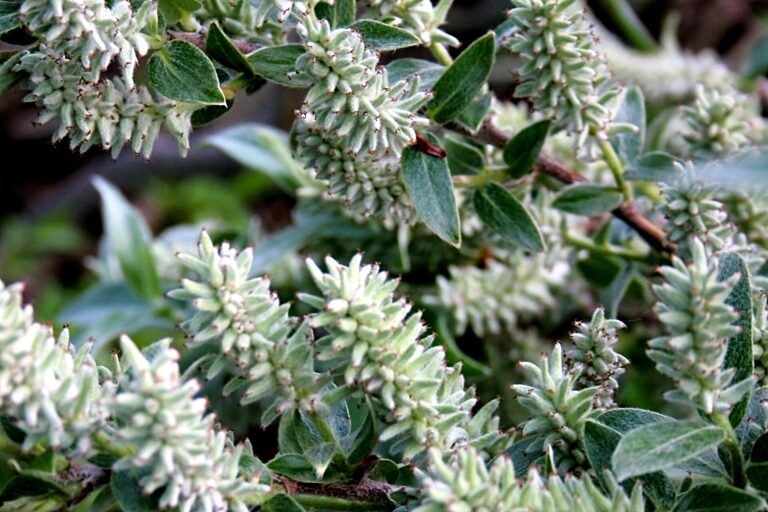 Vrba hedvábná (Salix glaucosericea)