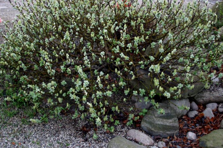 Vrba vlnatá (Salix lanata)