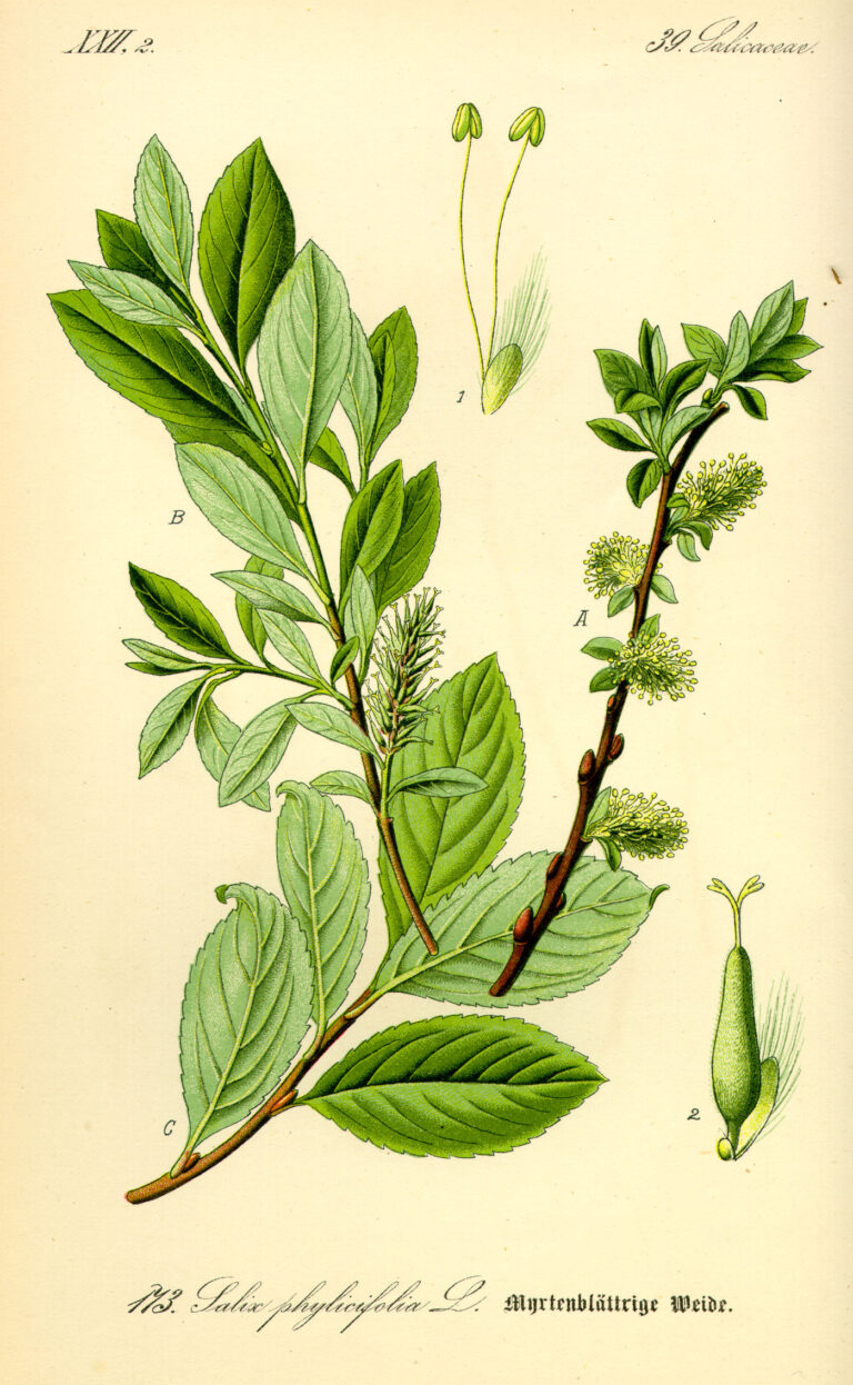 Vrba dvoubarvá (Salix bicolor)