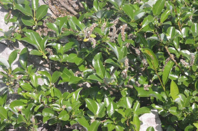 Vrba lysá Vrba lysá (Salix glabra)