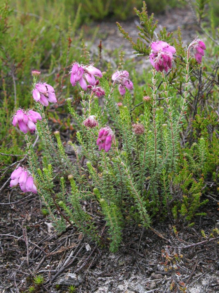 Vřesovec ladní (Erica tetralix)