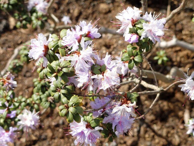 Pěnišník laponský (Rhododendron lapponicum)