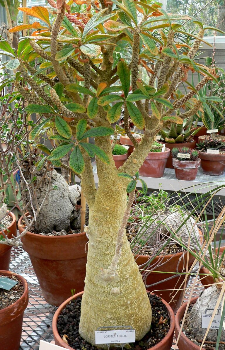 Dorstenia