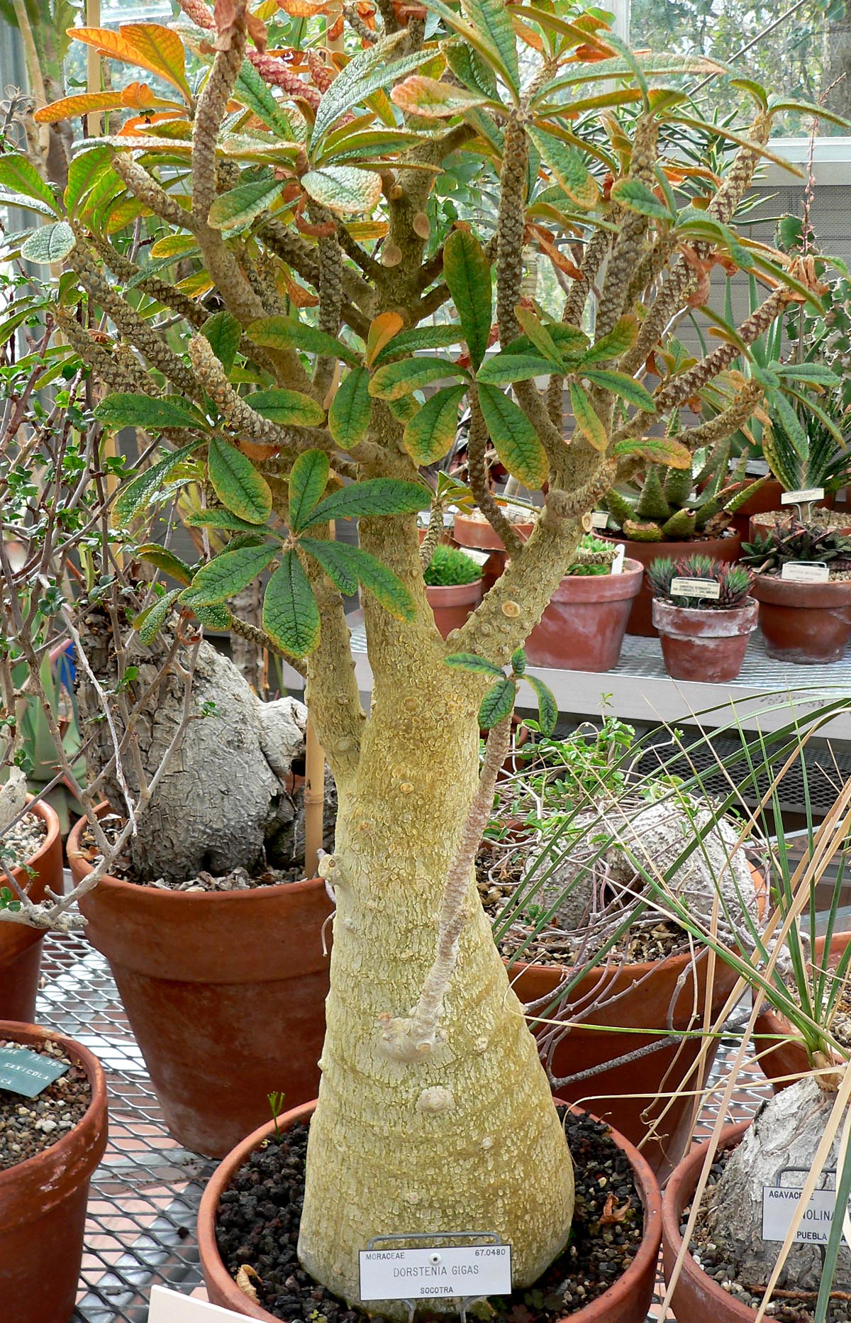 Dorstenia