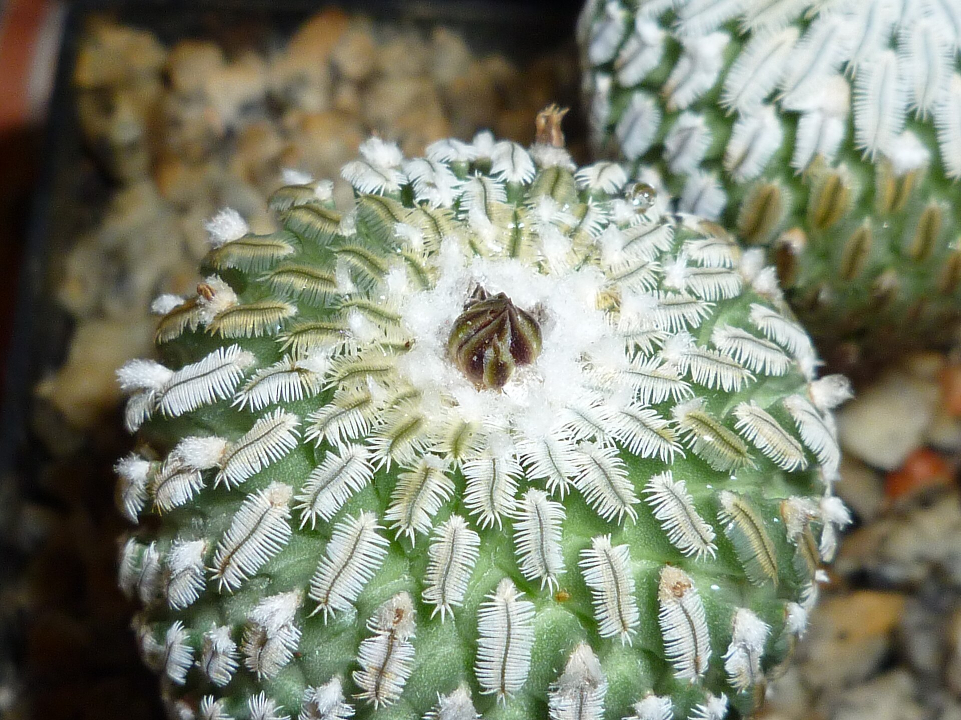 Pelecyphora