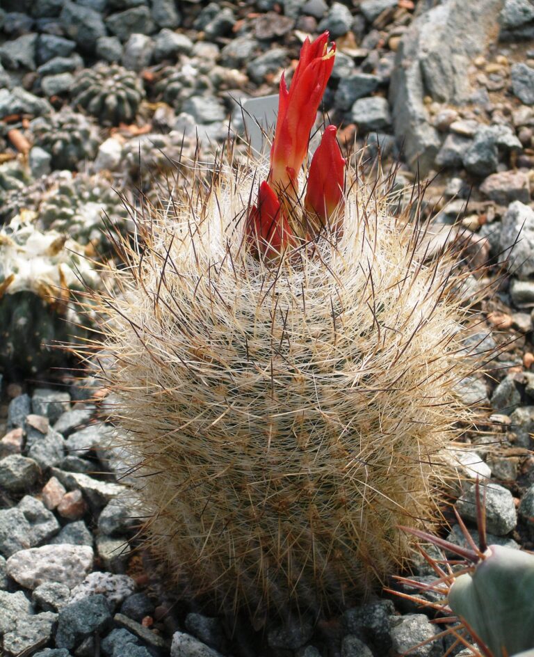 Matucana (Matucana)