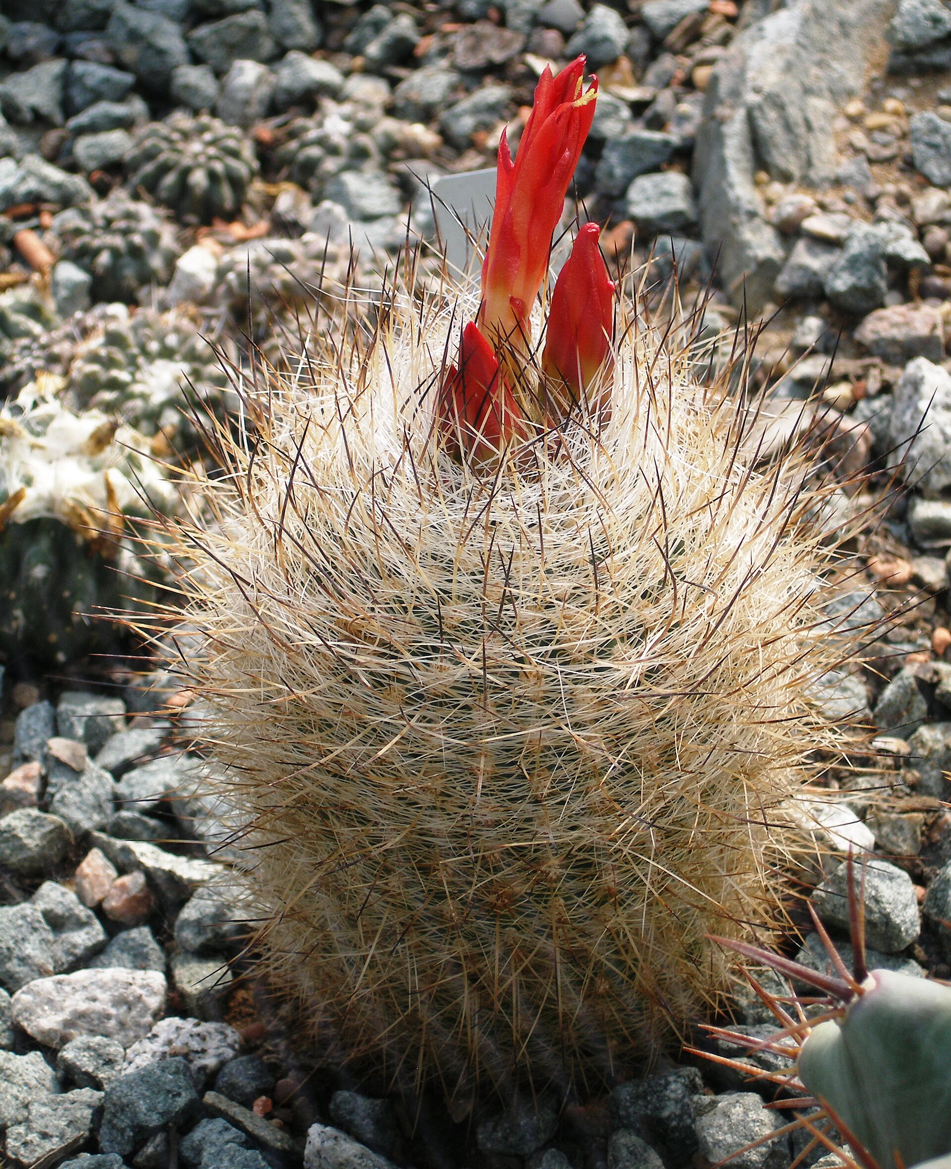 Matucana