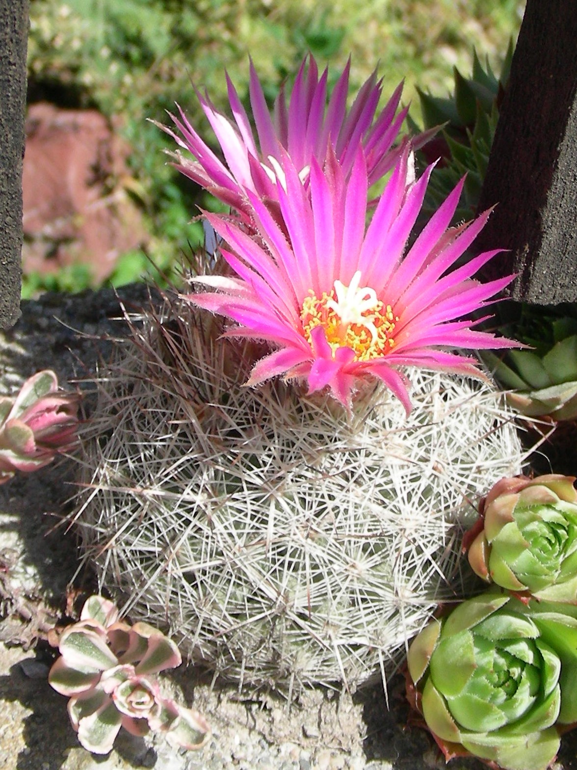 Escobaria