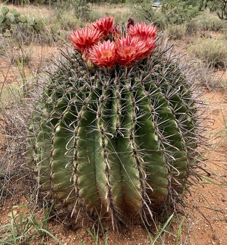 Ferocactus Ferocactus (Ferocactus)