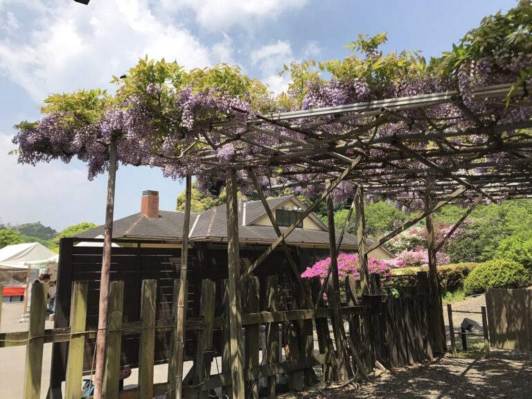 Vistárie velkokvětá (Wisteria floribunda)