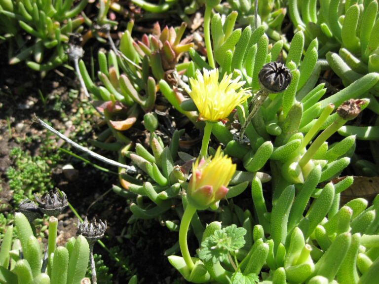Cheiridopsis Cheiridopsis (Cheiridopsis)