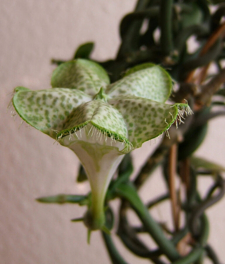 Ceropegia (Ceropegia)