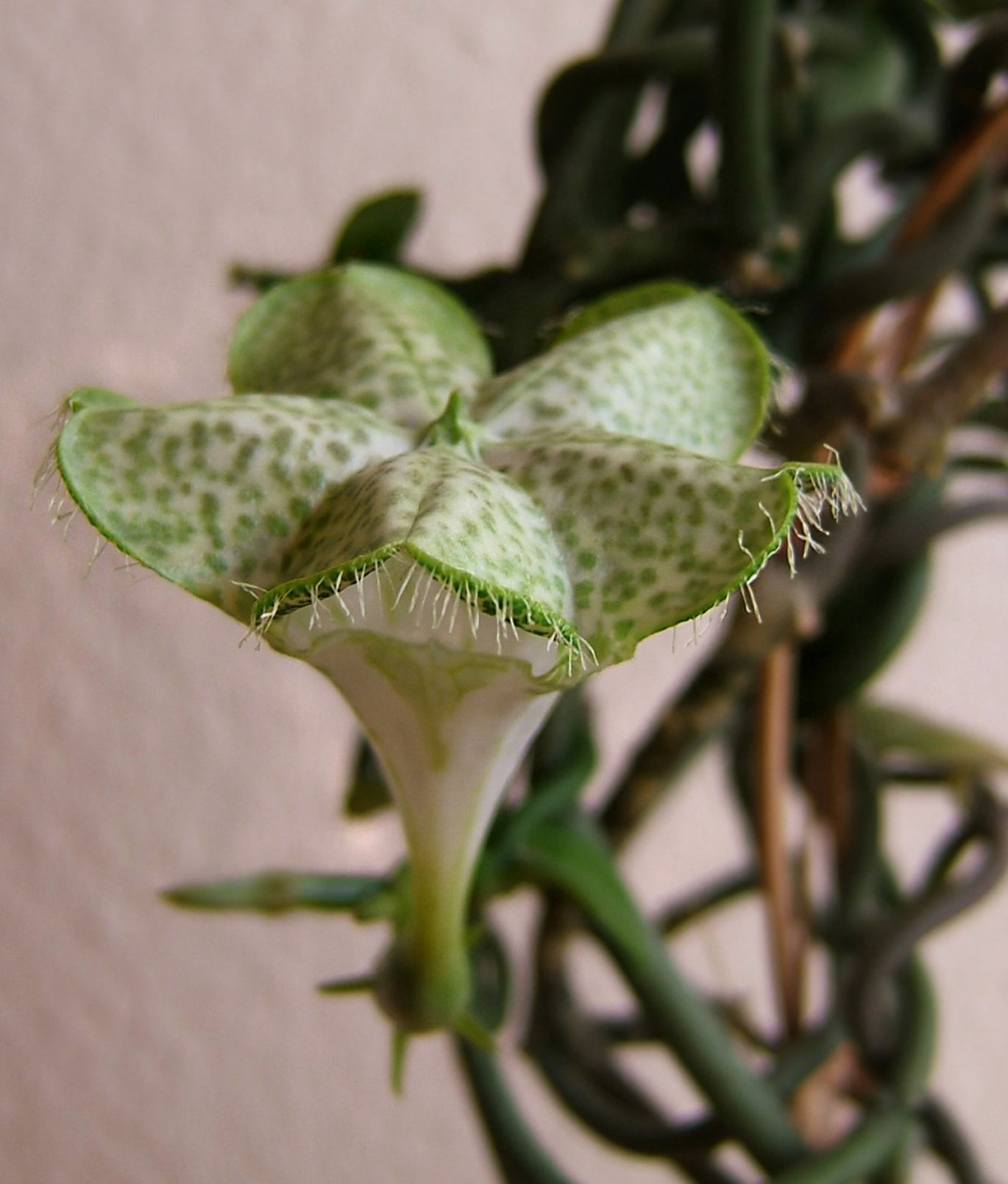 Ceropegia