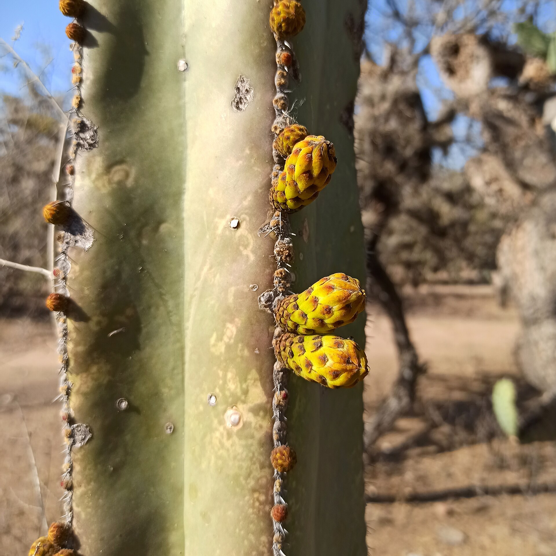 Pachycereus