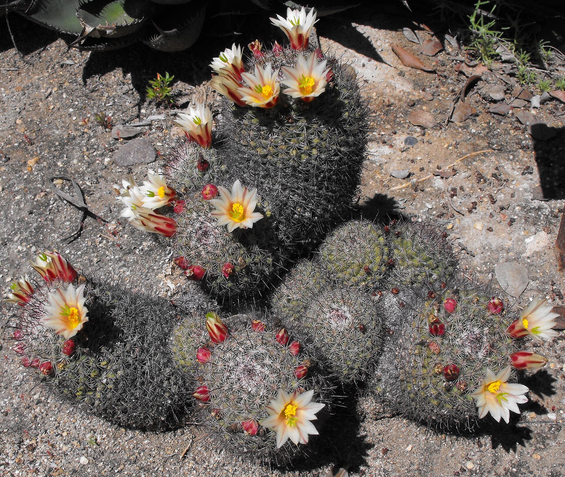 Mammillaria