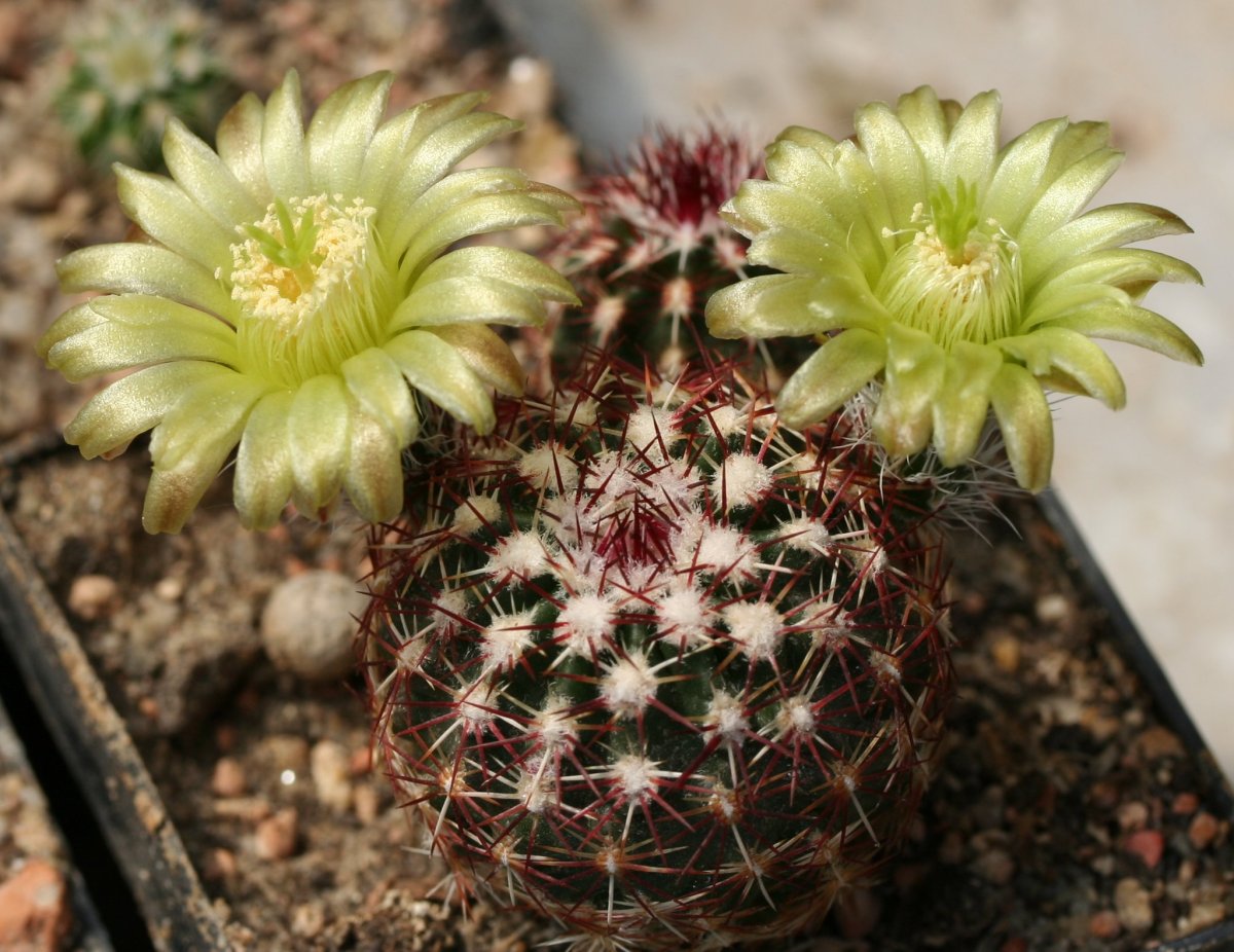 Echinocereus