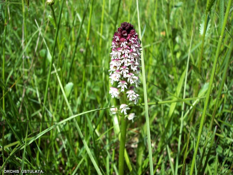 Vstavač osmahlý (Orchis ustulata)