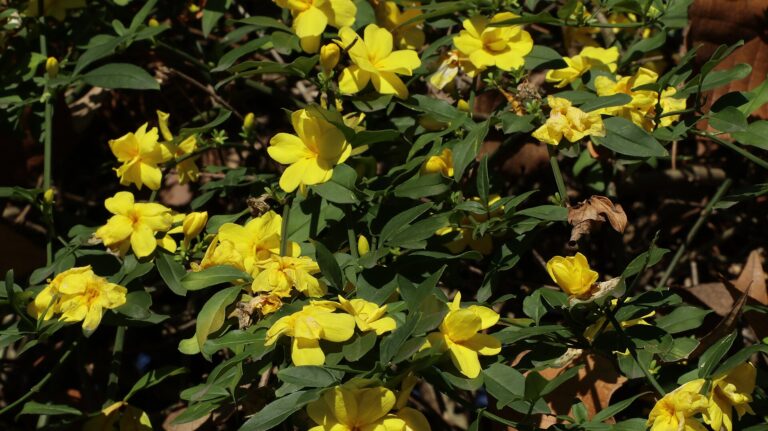 Jasmín nahokvětý (Jasminum nudiflorum)