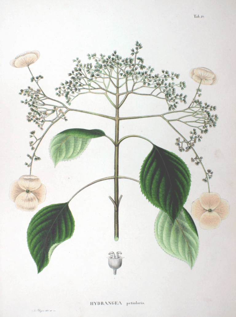 Hortensie řapíkatá (Hydrangea anomala)