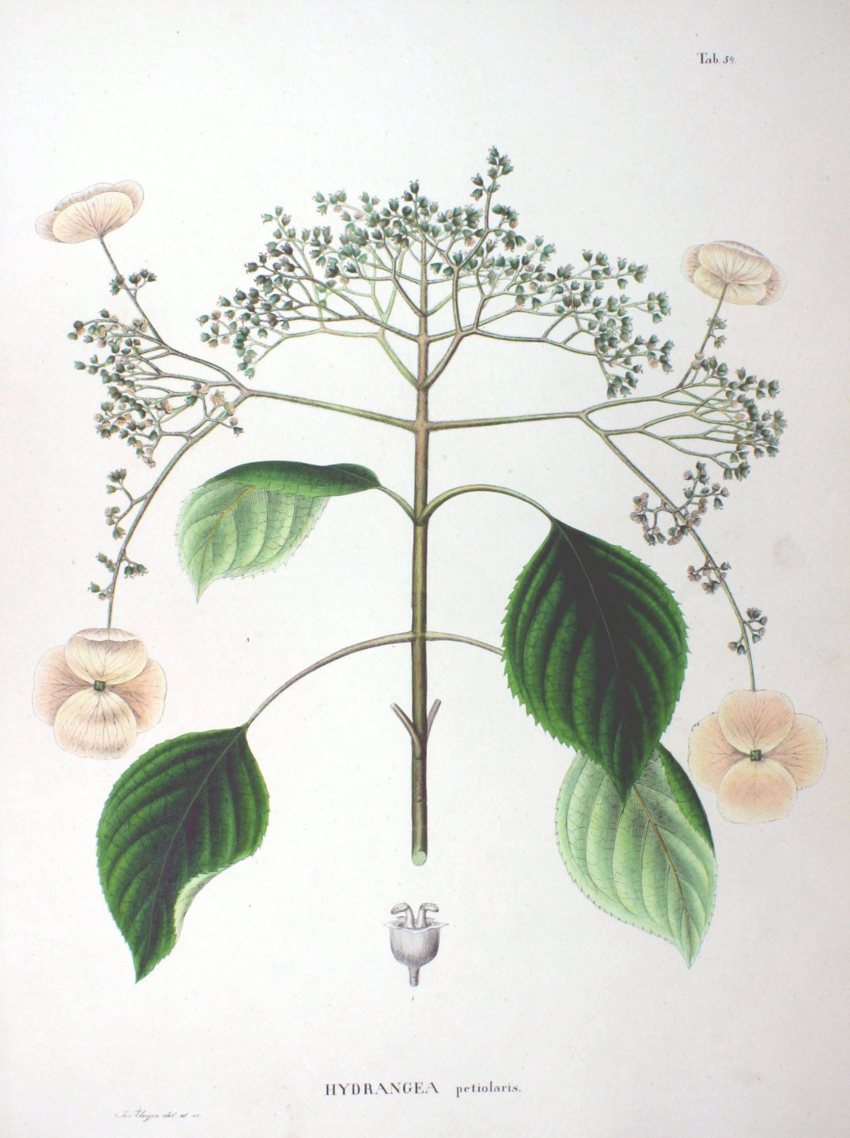 Hortensie řapíkatá