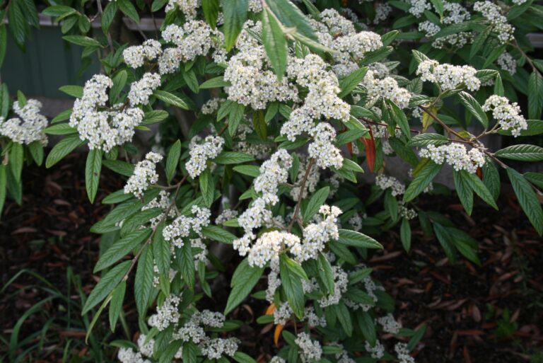 Skalník vrbolistý (Cotoneaster salicifolius)