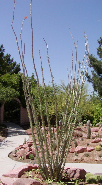Fouquieria