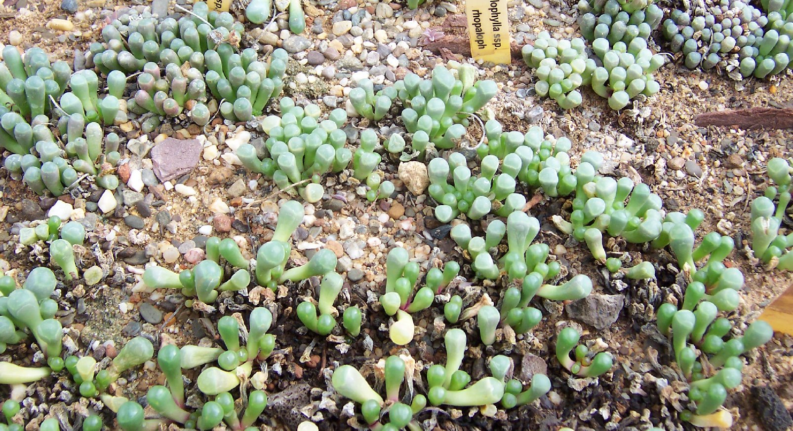 Fenestraria
