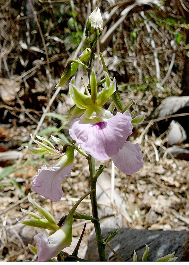Eulophia (Eulophia)