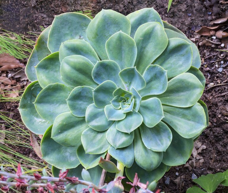 Echeveria
